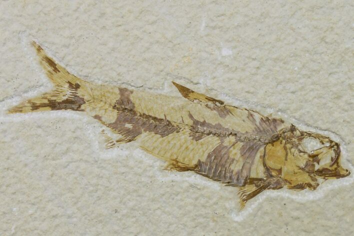 Fossil Fish (Knightia) - Wyoming #159542